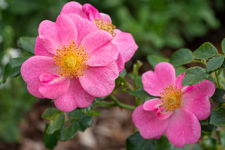 小矮人玫瑰罗莎露天花朵爱蜜的夏天花朵瓣路德维希明亮的图片