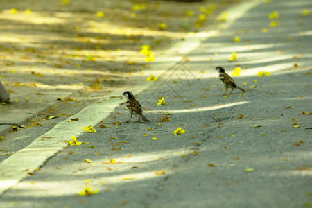 喙小麻雀站在公园的地面上可爱常设图片
