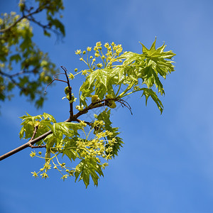 天空春夏蓝树枝上的鲜花和新青树叶图片