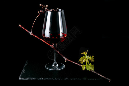 葡萄藤蔓新芽红酒杯健康图片
