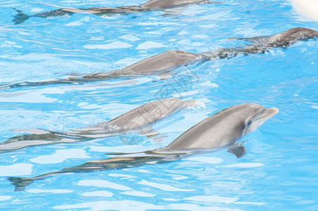 水池游泳的海豚图片