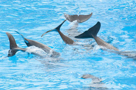 海豚跃入水中图片