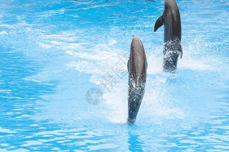 海豚跳跃表演图片