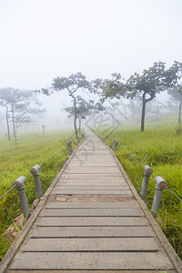 太阳土井森林树木和草地的桥行道图片