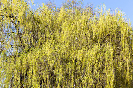 早期的春初或中柳树上第一个绿色和黄的叶子气候变暖导致叶子在柳树上种植叶子抽象的图片