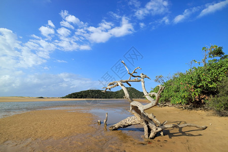 蓝天空和漂浮木图片