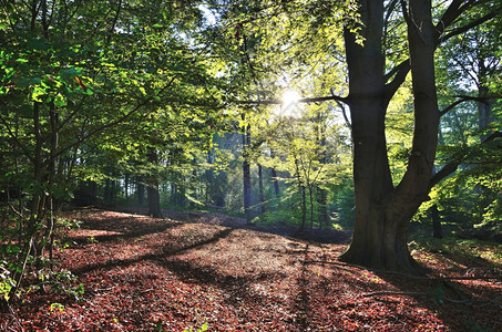 森林中阳光透过树林照射图片