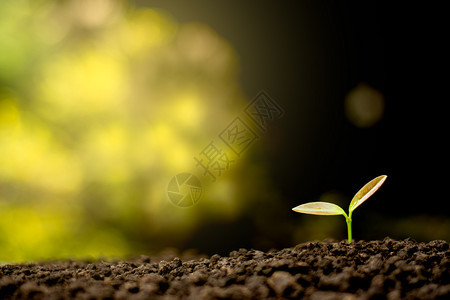 栽培的树苗在土壤中生长花园黄色的图片