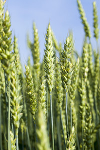 夏天日的黑麦绿耳朵与蓝天对抗阴凉的温暖天气绿色的黑麦耳朵关心温暖的图片