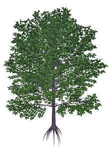 插图叶子甜黑桃花心木香料或樱桃桦树白隔离在色背景3D渲染甜黑色白桦树3D渲染水图片