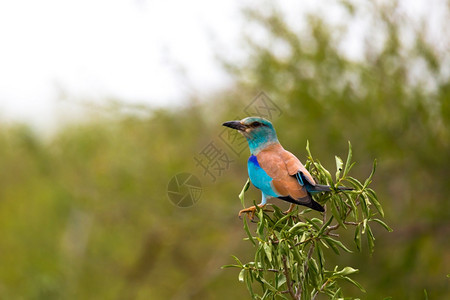 一种多彩的土著鸟类坐在树枝上动物群羽毛图片