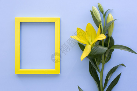 带有百丽花蓝色表面的空黄框架坚果种子抽象的图片