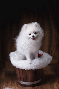 坐在桶上坐在木桶上的小可爱狗Pomeranian狗一种肖像坐着背景