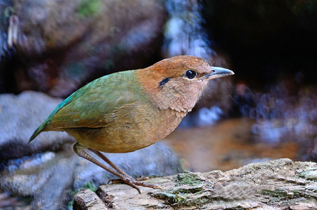 美丽的棕色鸟生锈皮塔oatesi站在原木上侧面罕见常设奥特斯图片