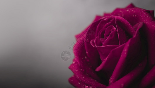 奢华优雅的粉红新鲜玫瑰在爱与情人节的花朵和鲜花符上放小滴美丽的图片