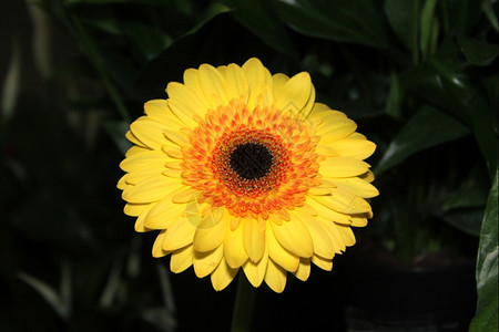 瓦利西丰富多彩的明亮黄色和平花朵的鲜照片植物图片