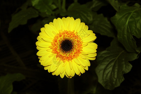 明亮的植物丰富多彩明亮黄色和平花朵的鲜照片图片