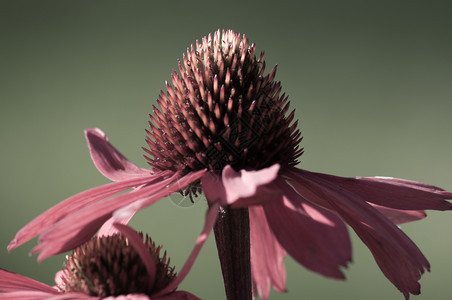 紫锥花粉红色药用花开特写紫锥昆虫学园艺药物图片