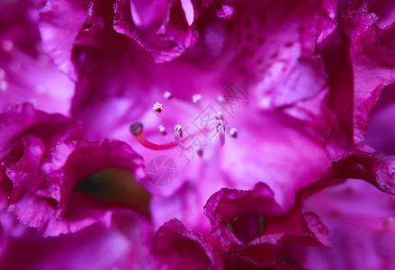 开花粉红色杜鹃的宏映山红紫色图片