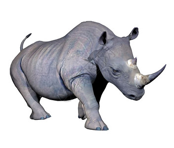 使成为美丽的插图白色底Rhinoceros的灰犀牛充电3D图片