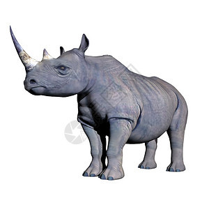 野生动物灰犀牛静地站在白色背景中犀牛站立3D濒危哺乳动物图片