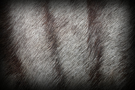 野生动物非洲羚羊毛皮带小插图的真实纹理有质感图片