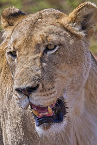 猫科动物绿荒芜之地狮子豹里昂犀牛和狮子自然保护区非洲南阿菲卡高滕图片