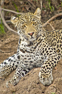 豹Pantherapardus克鲁格公园南非洲黑豹环境生态旅游图片