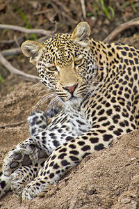 动物肉食猫科豹Pantherapardus克鲁格公园南非洲图片