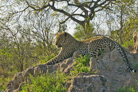 豹Pantherapardus克鲁格公园南非洲的自然避难所图片