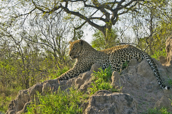 豹Pantherapardus克鲁格公园南非洲的自然避难所图片