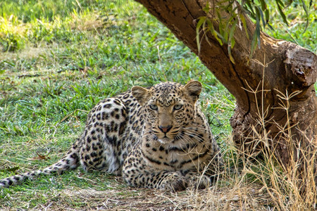 生态系统动物豹Pantherapardus克鲁格公园南非荒芜之地图片