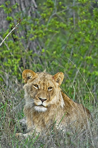 狮子PanthraleoKruger公园南非洲动物学猫科森林图片