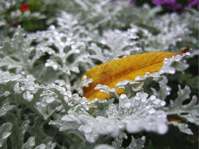 雨后鲜花床雪纳拉里种植和坠落黄叶开花瓜蒌美丽图片