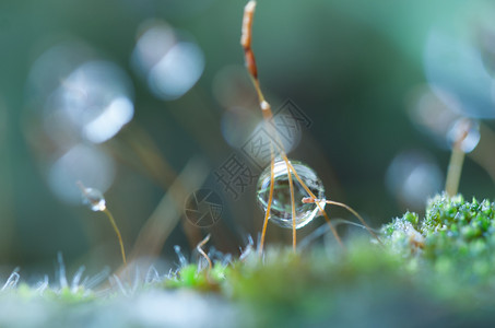 天气泡晨光露落草地时美丽图片