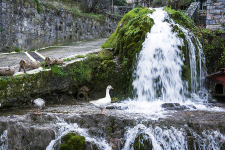 白色的家禽鸭在瀑布旁边有橙嘴白鸭在瀑布旁边有橘嘴池塘图片