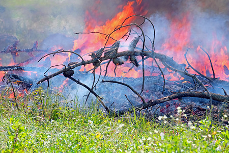 在葡萄牙森林中燃烧着火野美丽的自然图片