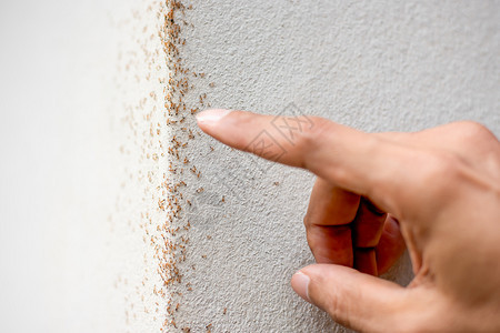 许多蚂蚁在石膏墙上行走手举着男人的棕色那里飞图片