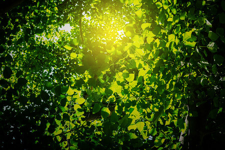 有阳光的绿树叶美丽分支新鲜的图片