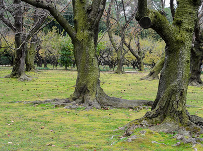 日本田地覆盖绿苔草的樱花树冈山安详森林图片