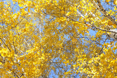秋天金黄色的树叶图片