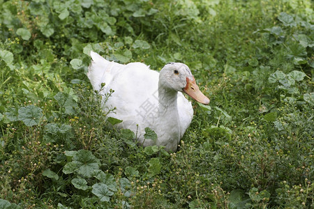 白大鸭子躺在厚的绿草地上动物群自然农场图片