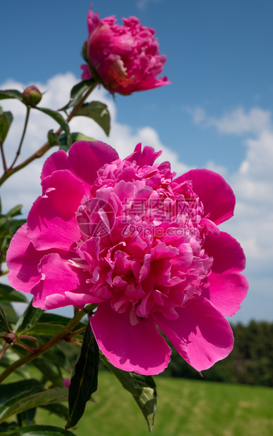 植物群天季节皮奥尼白乳甘油夏季花朵图片