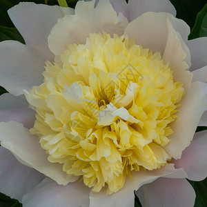 皮奥尼白乳甘油夏季花朵的路德维希园图片