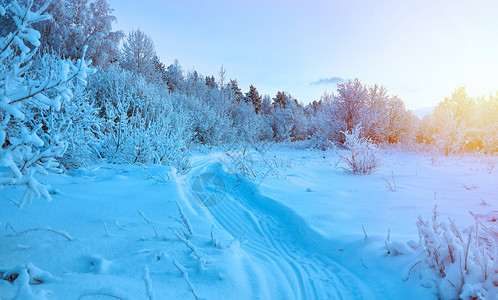 美丽的圣诞风景在日落的天空下白雪覆盖树枝冬天场景森林图片