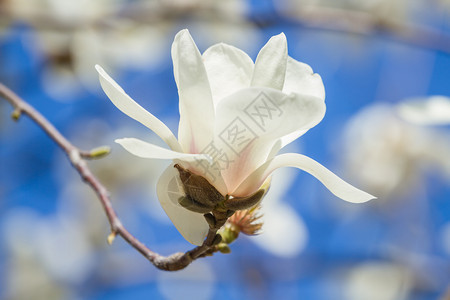 白木兰花在春天园盛开季节植物群树图片