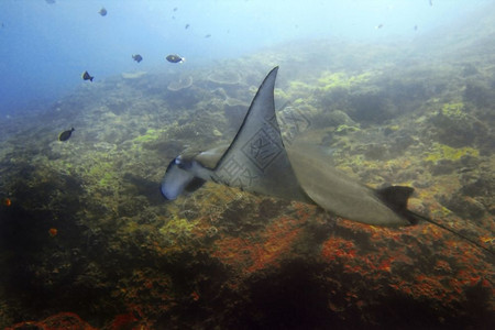 飞印度尼西亚巴厘Manta点潜水场曼塔射线发现水肺图片