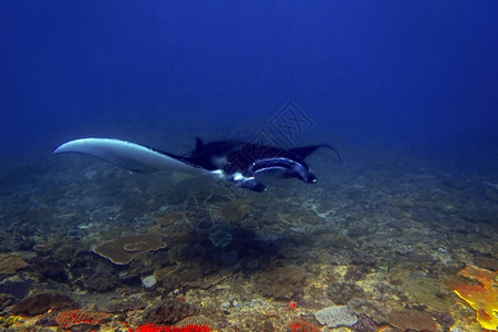 飞颜色隐藏印度尼西亚巴厘Manta点潜水场曼塔射线图片