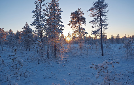 冰户外天空日落时冬雪林美丽的圣诞风景图片