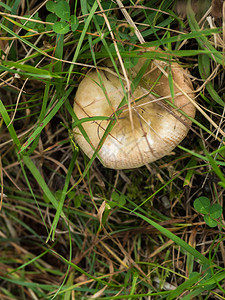在秋草蘑菇中生长玲棕色的一顿饭图片
